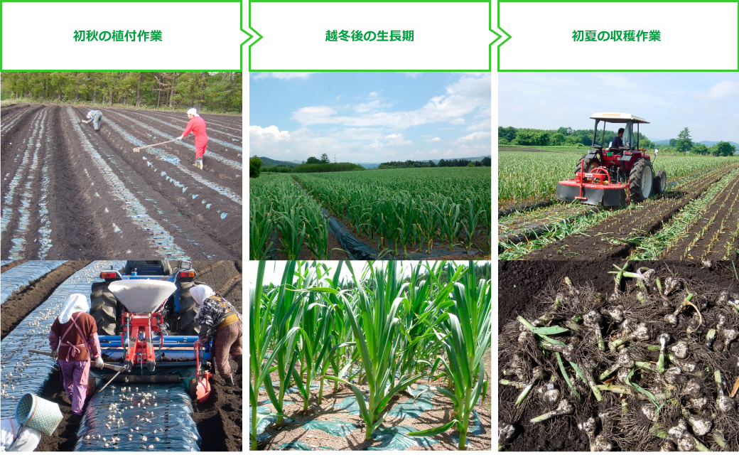 初秋の植付作業→越冬後の生長期→初夏の収穫作業